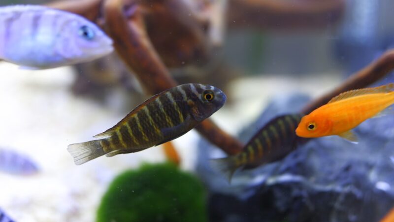 Pseudotropheus Elongatus Care Guide: Slender Mbuna Varieties