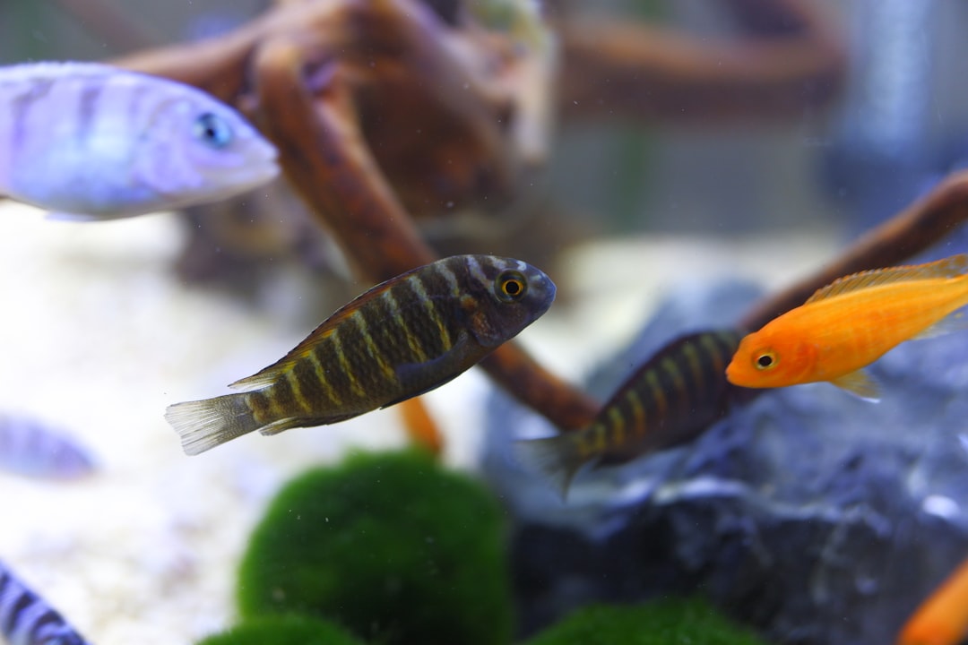 Pseudotropheus Elongatus Care Guide: Slender Mbuna Varieties