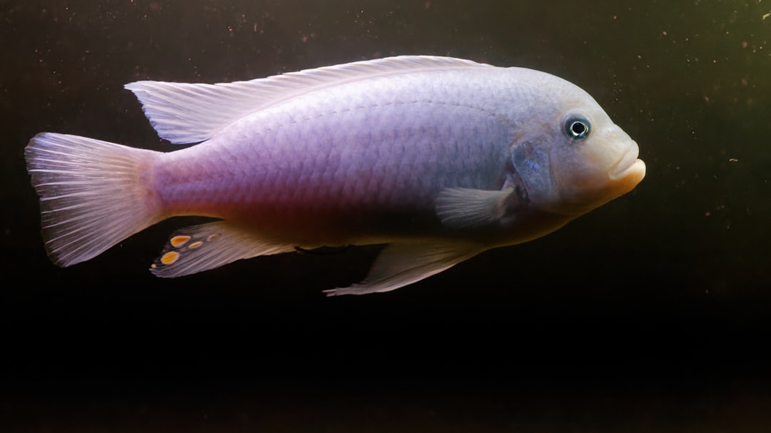 Pseudotropheus Socolofi Care Guide: Powder Blue Mbuna
