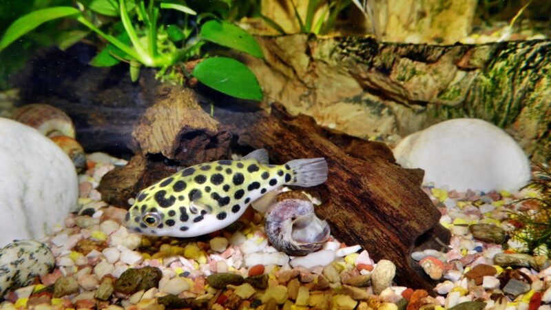Puffer Fish Aquarium Complete Guide: Species and Tank Size