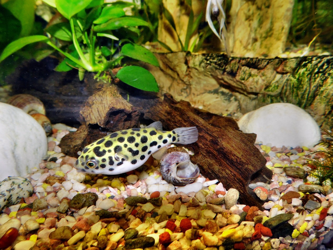 Puffer Fish Aquarium Complete Guide: Species and Tank Size