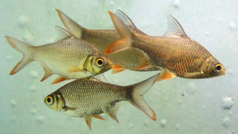 Puntius Titteya Wild Cherry Barb Care Guide