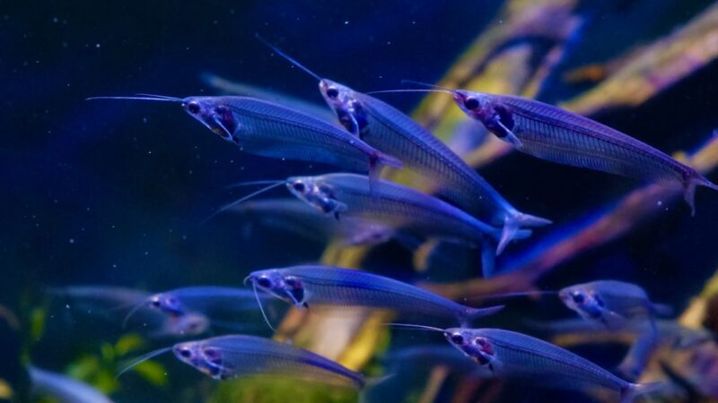 Purple Emperor Tetra Care Guide: Regal Colour in Schools
