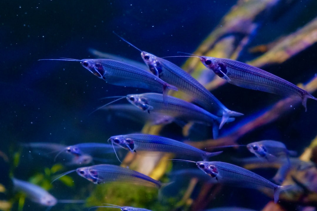 Purple Emperor Tetra Care Guide: Regal Colour in Schools