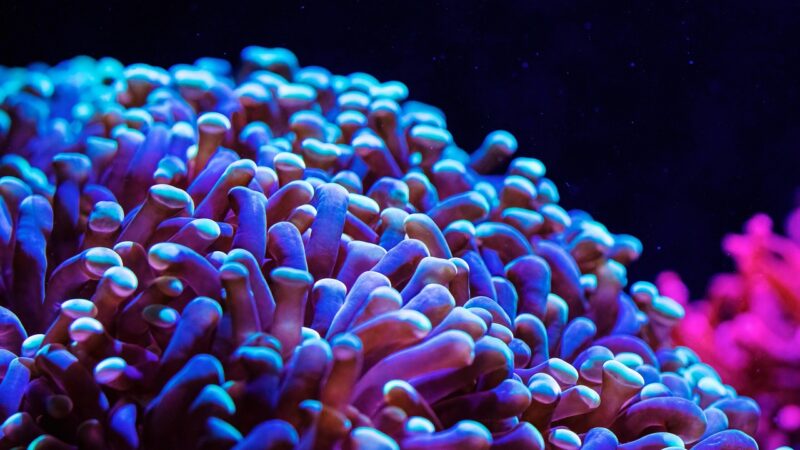 anemone, sea, aquarium, underwater, reef, ocean, nature, coral, aquarium, reef, reef, coral, coral, coral, coral, coral