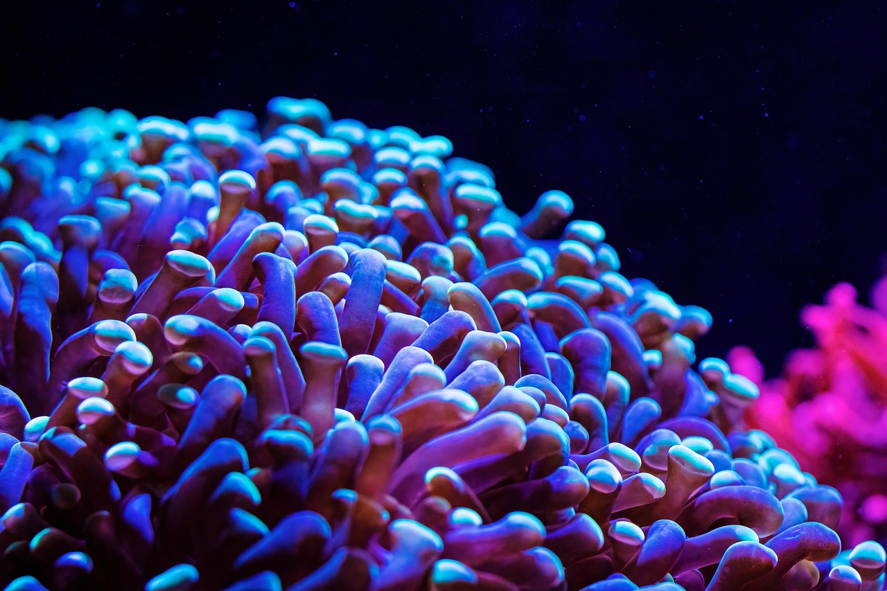 anemone, sea, aquarium, underwater, reef, ocean, nature, coral, aquarium, reef, reef, coral, coral, coral, coral, coral