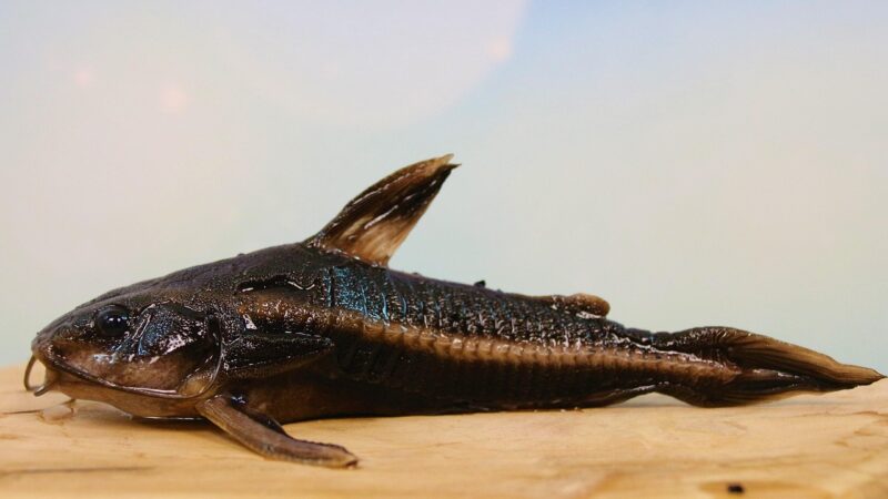 line of thorny catfish, fish, catfish, aquarium, animal, freshwater, wildlife, nature, pond, catfish, catfish, catfish, catfi