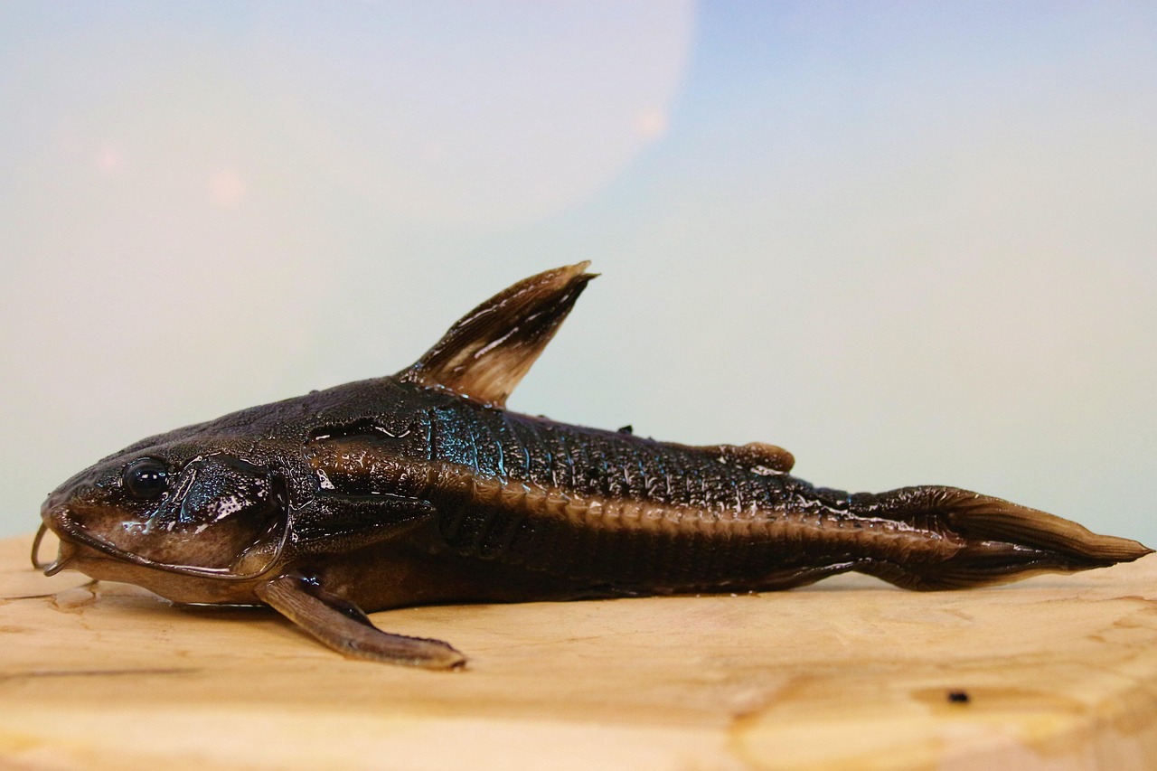 line of thorny catfish, fish, catfish, aquarium, animal, freshwater, wildlife, nature, pond, catfish, catfish, catfish, catfi