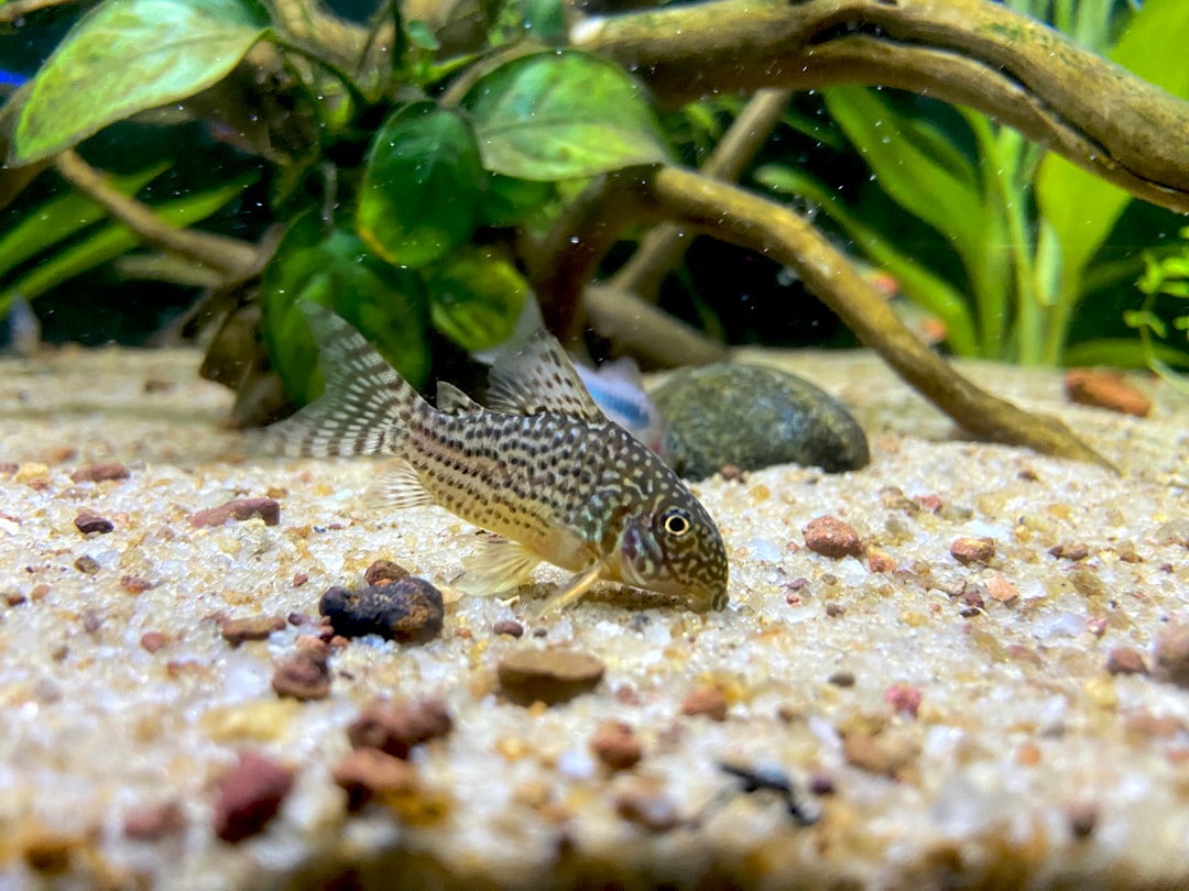Pygmy Corydoras Care Guide