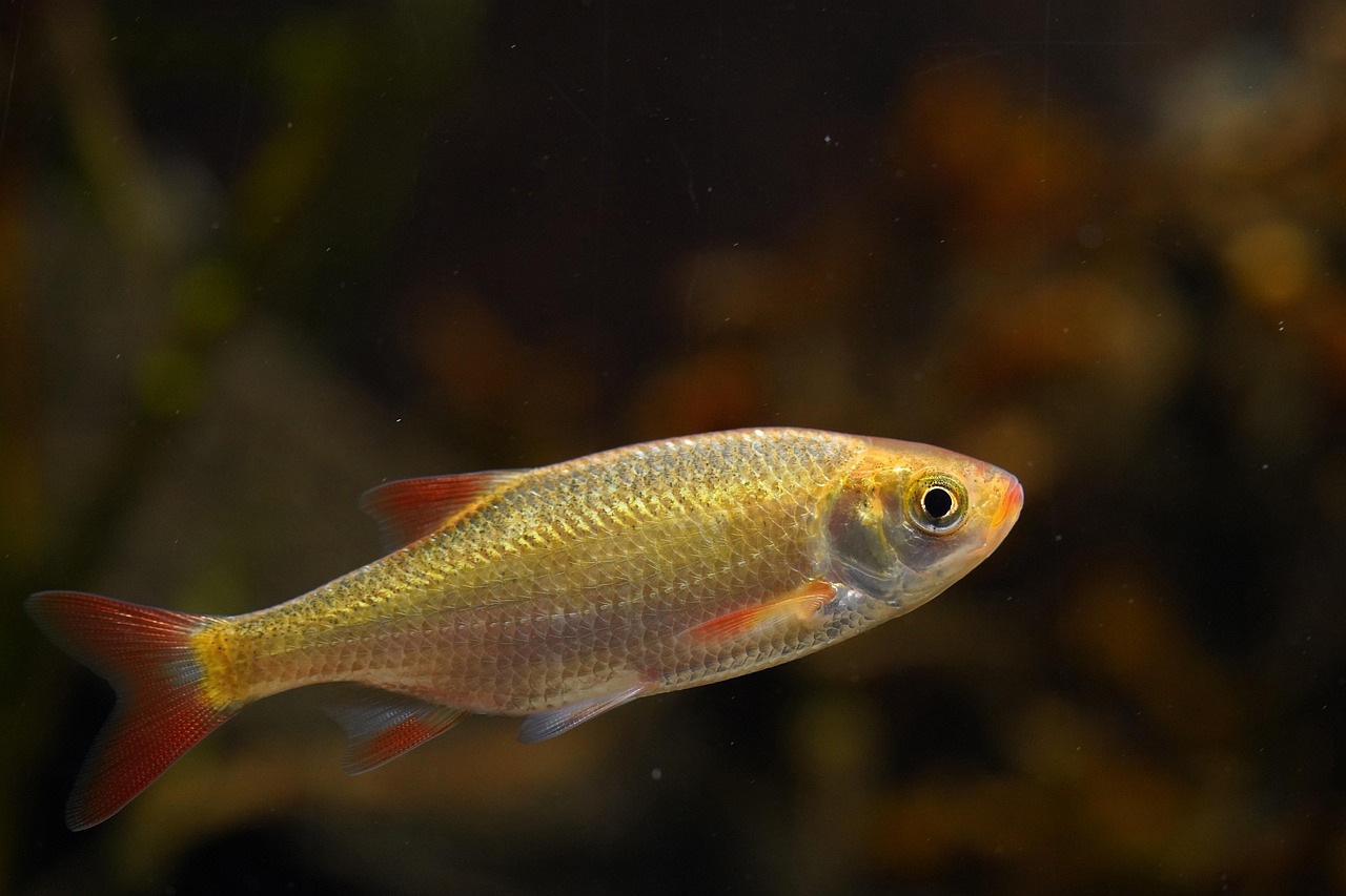 fish, goldfish, freshwater fish, aquarium, underwater, nature, tank