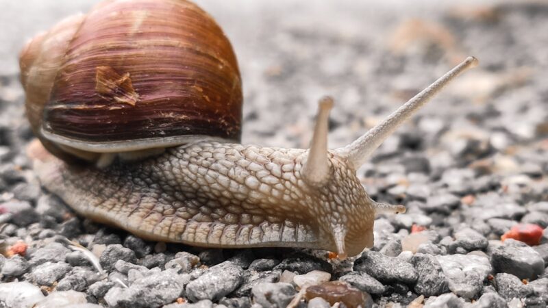 Rabbit Snail Care Guide: Slow, Elegant and Easy to Keep