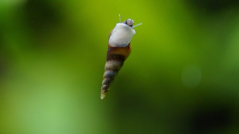 Rabbit Snail Species Compared: Orange, Yellow and Chocolate