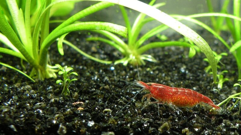 shrimp, cherry shrimp, aquarium, sagittaria subulata, neocaridina davidi, freshwater shrimp, taiwan, formosa, neocaridina het