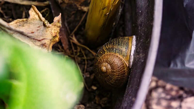 Ramshorn Snail Care Guide: Colourful Cleaners or Pest?