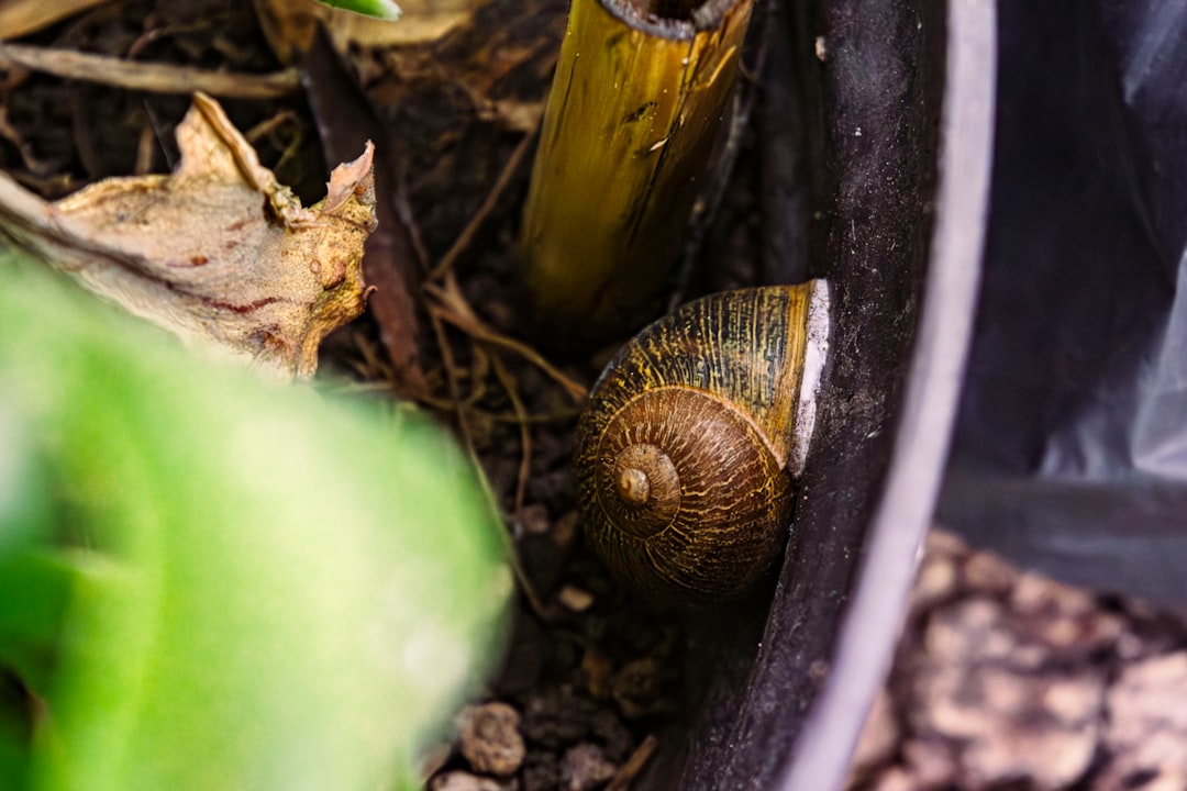 Ramshorn Snail Care Guide: Colourful Cleaners or Pest?
