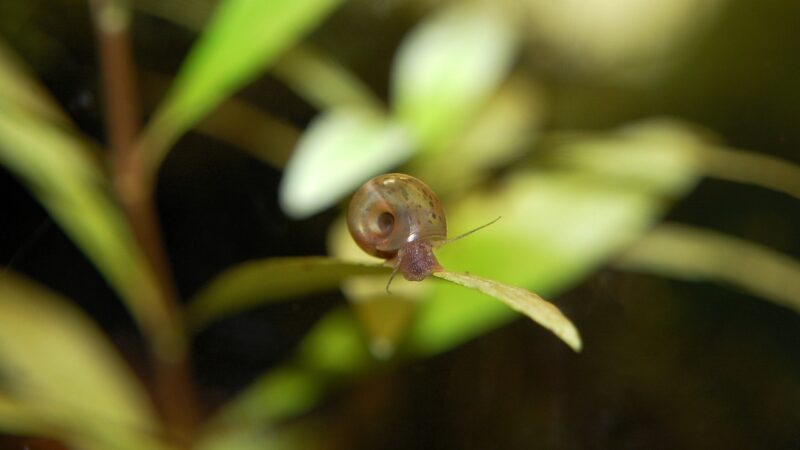 posthorn snail, aquarium, underwater, snail, animal, nature, aquatic life, casing, underwater world, freshwater