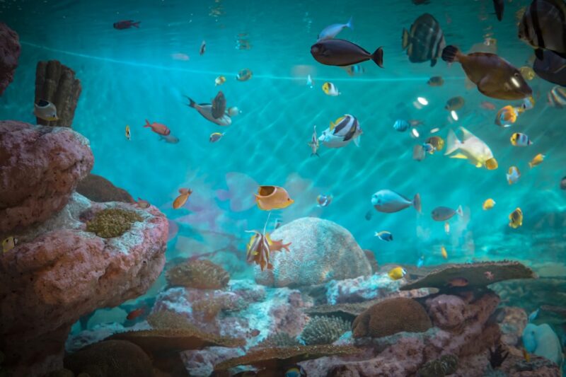 Beautiful view of Goldfish Care For Rooms With Pets
