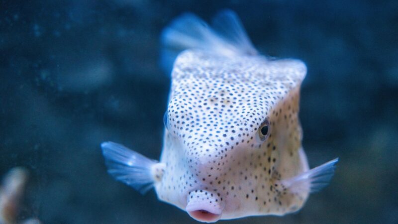 rare plant import singapore planted aquarium — featured image for rare plant import singapore guide