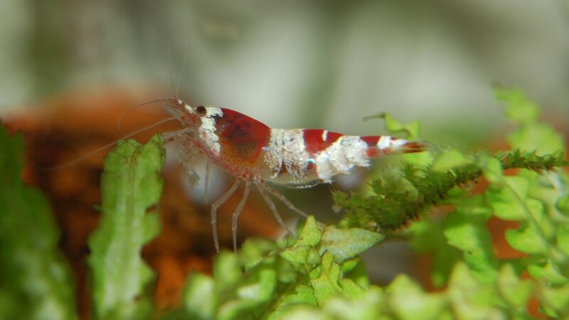 shrimp, dwarf shrimp, aquatic life, aquarium, aquatic animal, small, freshwater, creature, bee shrimp, underwater, red, shrim