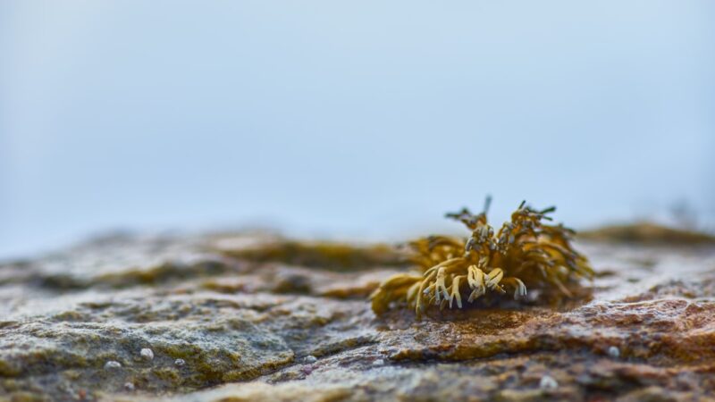 a small plant is growing out of the rocks