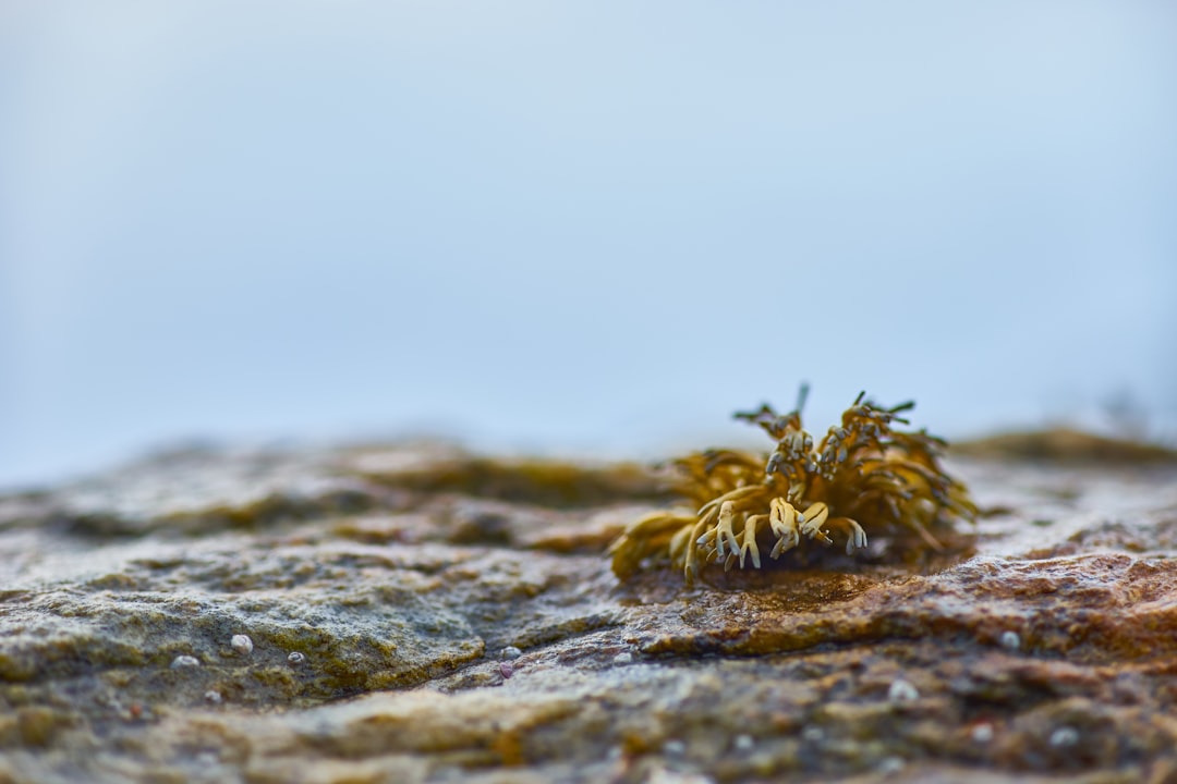 a small plant is growing out of the rocks