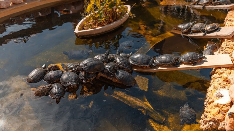 trachemys scripta, pond slider, red-eared slider, turtle, turtles, freshwater turtle, reptile, reptiles, pond, water, basking