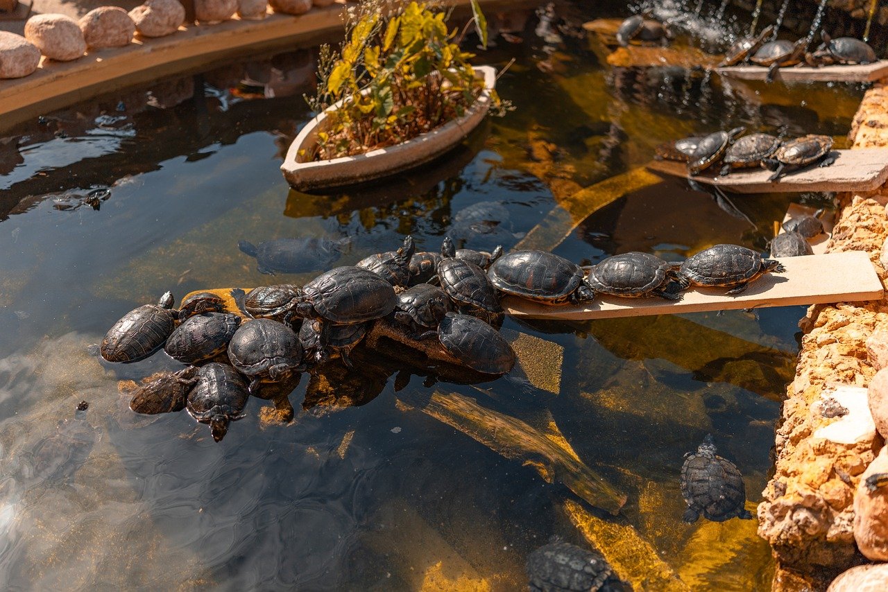 trachemys scripta, pond slider, red-eared slider, turtle, turtles, freshwater turtle, reptile, reptiles, pond, water, basking