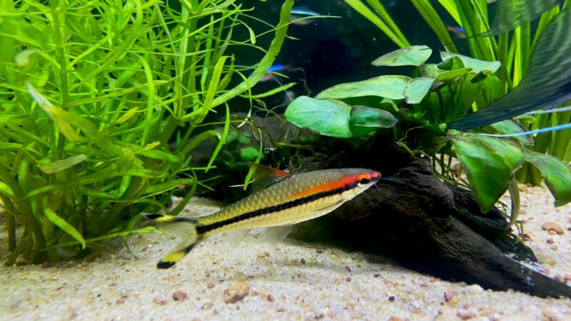 Red Line Torpedo Barb Care Guide: Speed and Colour
