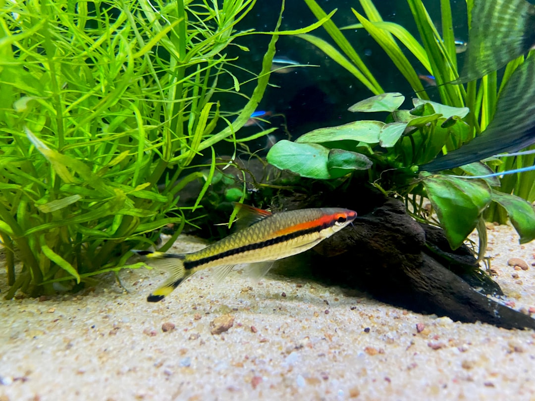 Red Line Torpedo Barb Care Guide: Speed and Colour