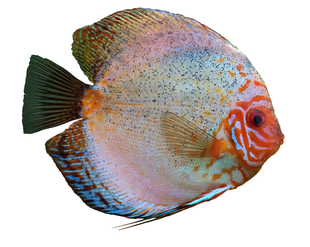 discus fish, cichlid, aquarium, isolated, freshwater fish, discus fish, discus fish, cichlid, aquarium, aquarium, aquarium, a
