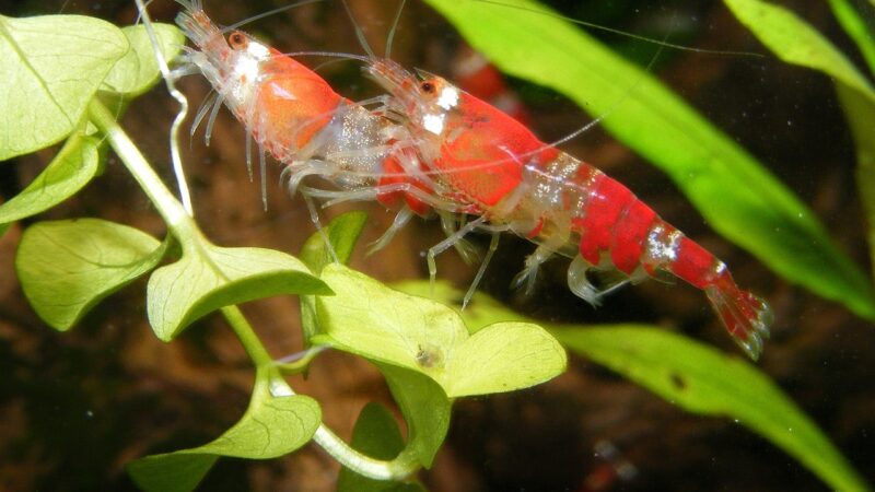 Red Rili Shrimp Care Guide