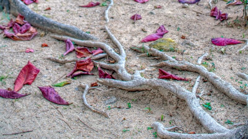 Red Root Floater Care Guide: Stunning Colour From Above