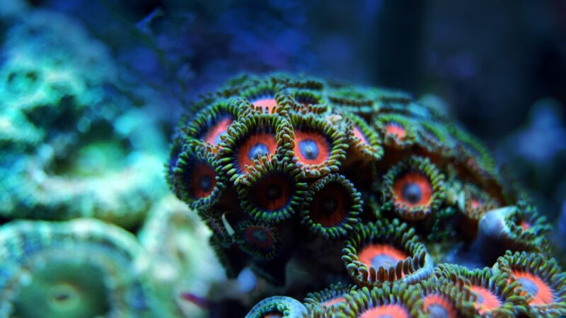 coral, reef, sea, underwater, water, marine, tropical, ocean, animal, exotic, life, nature, blue, aquarium, aquatic, red