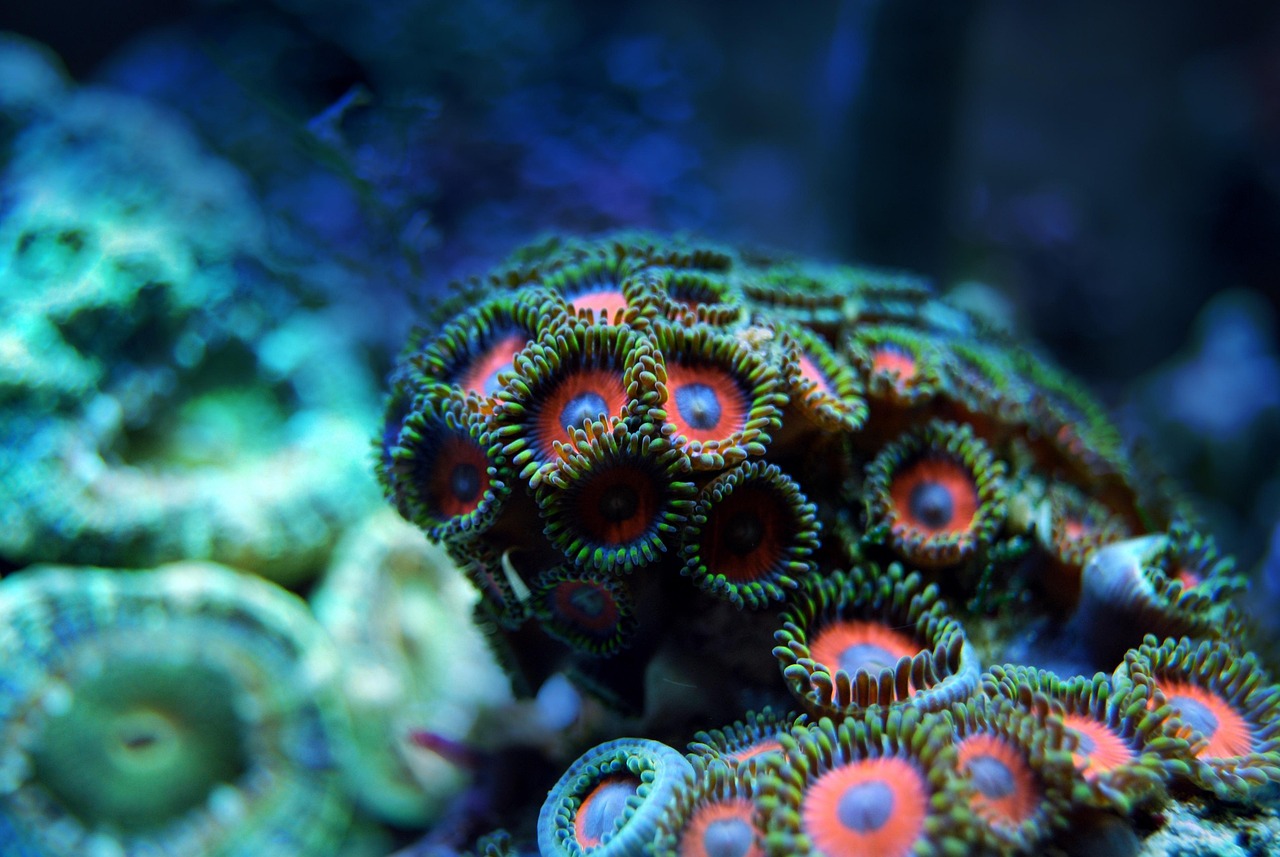 coral, reef, sea, underwater, water, marine, tropical, ocean, animal, exotic, life, nature, blue, aquarium, aquatic, red