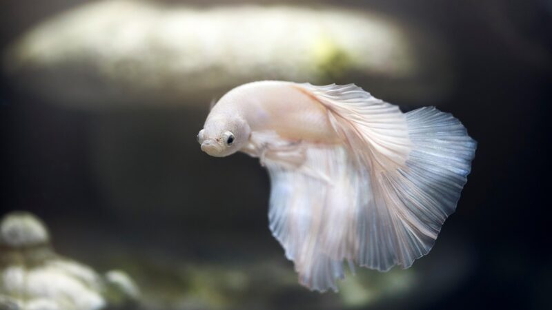 aquarium, fish, pet, nature, betta, siamese fighting fish, animal world, swimming, water, underwater, swim, tank, fish tank