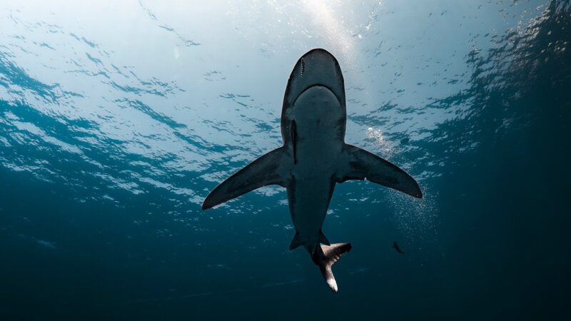 shark, deep sea, oceanic, whitetip shark