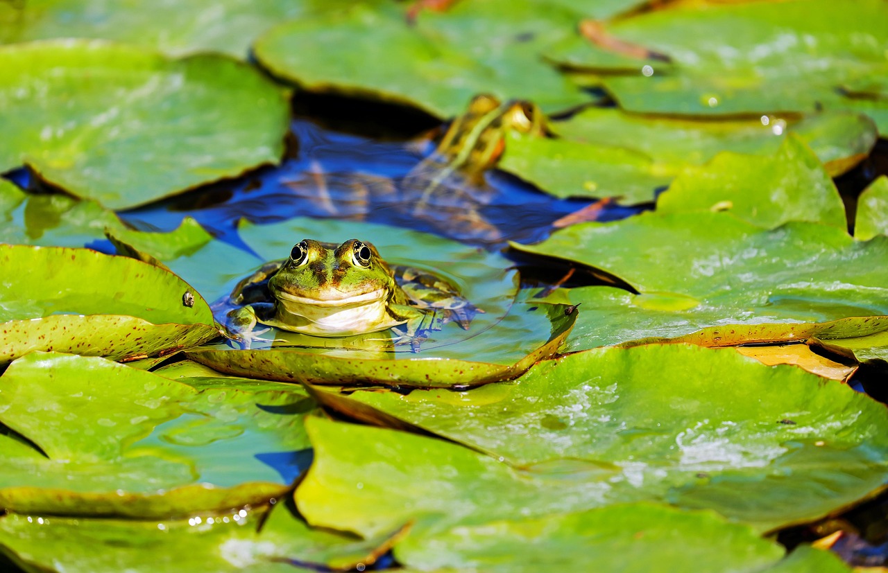 frog, water frog, pond frog, amphibian, animal, green frog, lily pad, pond, aquatic life, aquatic animal, green, cute, pond d