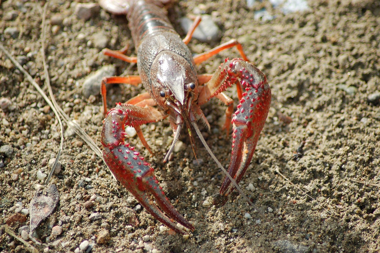 freshwater crayfish, shrimp killer, shrimp of louisiana, procambarus clarkii, claws