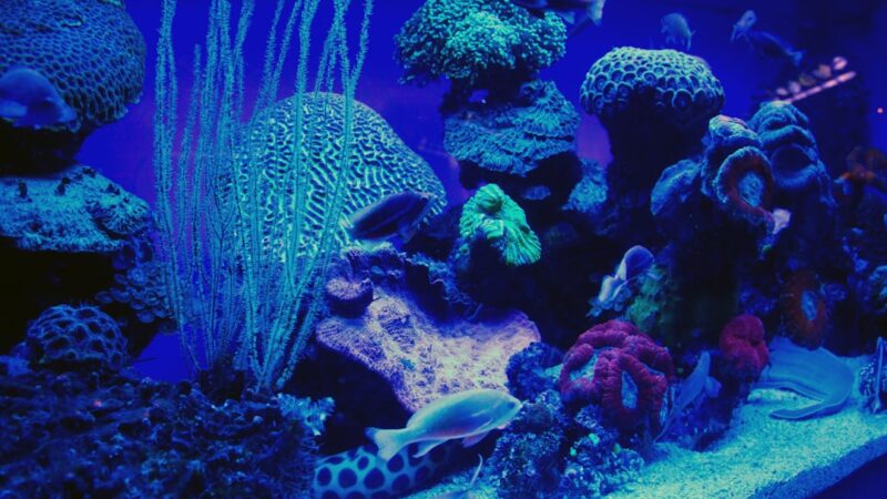 blue and white fish in water