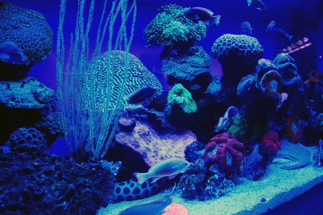 blue and white fish in water