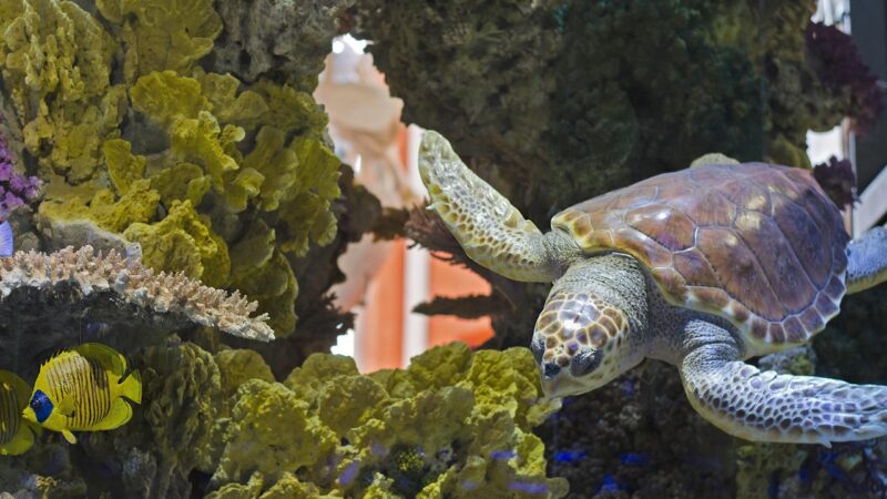 reeves turtle care aquarium — featured image for reeves turtle care guide aquarium
