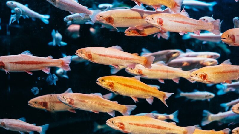 Ricefish Varieties Guide: Platinum, Lame, Sparkle and More