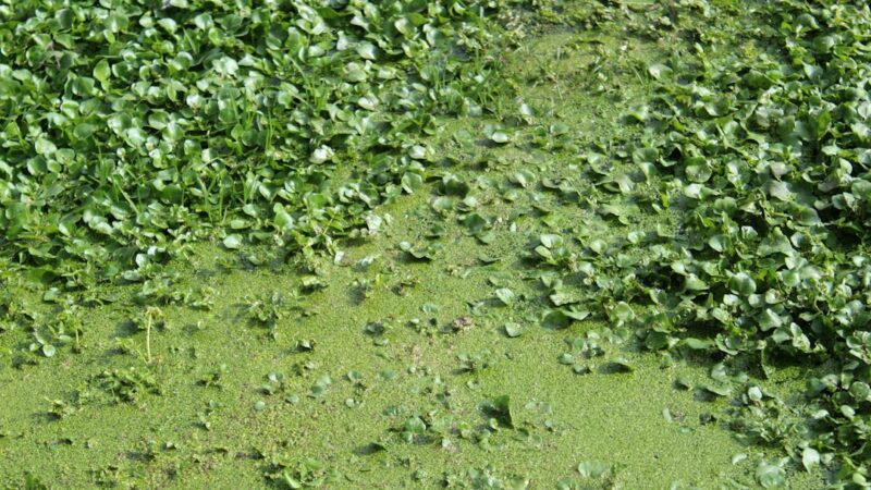a green patch of grass that has some plants growing on it