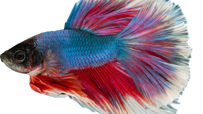 isolated, guppy freshwater rich, aquarium, male, close up, aquarium, aquarium, aquarium, aquarium, aquarium