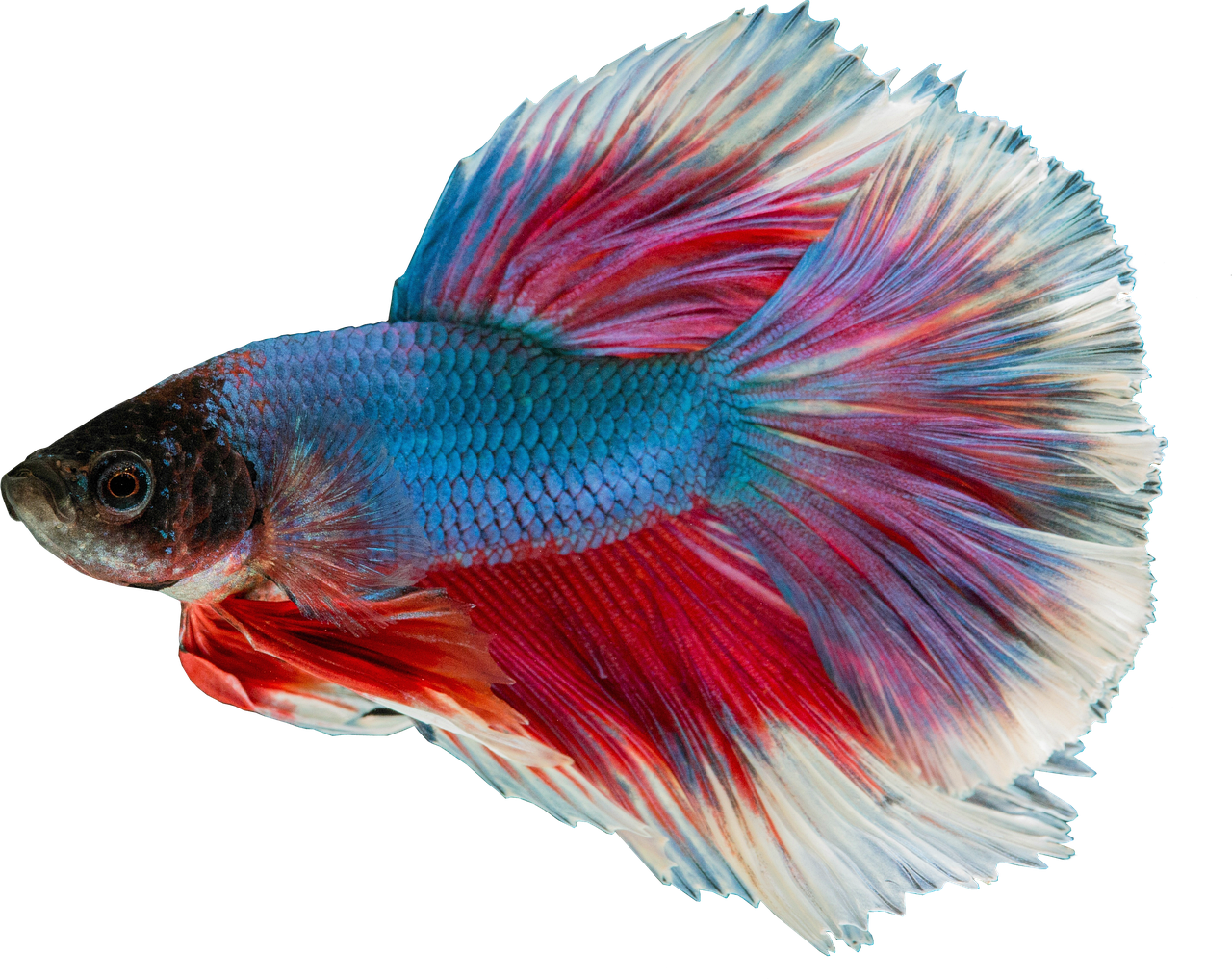 isolated, guppy freshwater rich, aquarium, male, close up, aquarium, aquarium, aquarium, aquarium, aquarium