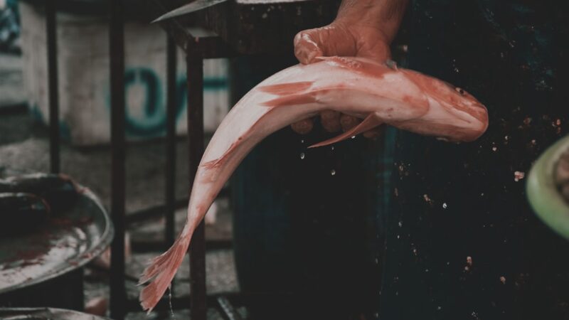 Rope Fish Care Guide: The Snake-Like Oddball