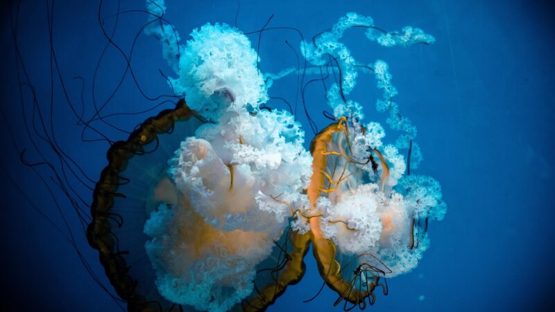 Rotala Green Care Guide: Lime Colour for Contrast Planting