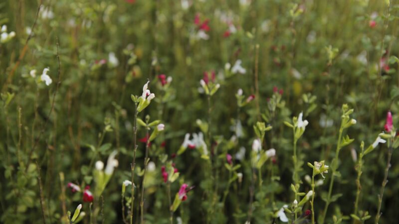 Rotala Macrandra Care Guide: The King of Red Stem Plants