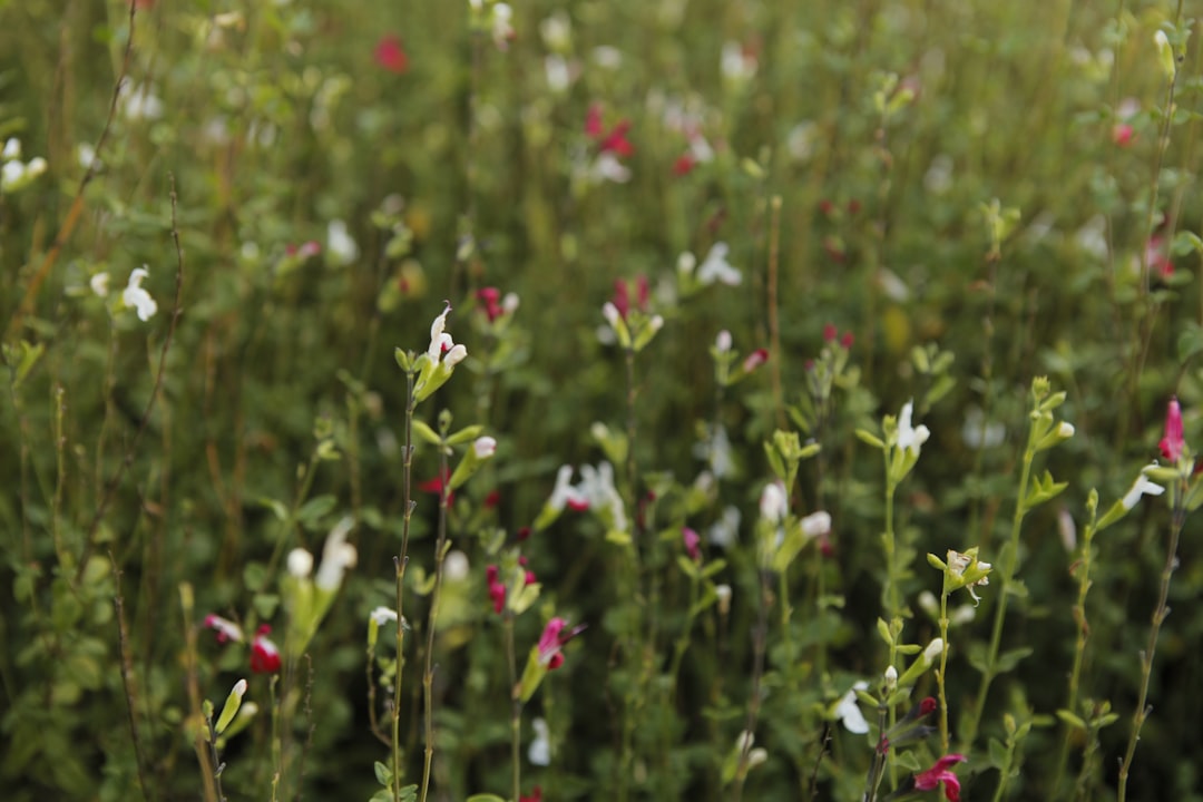 Rotala Macrandra Care Guide: The King of Red Stem Plants