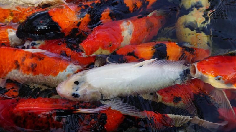 Rotala Rotundifolia vs H-Ra vs Macrandra Comparison Guide